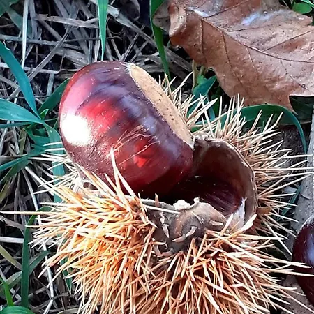 Croce Bianca 2* Brusson